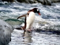 Gentoo Penguin
