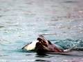 Gentoo Penguin