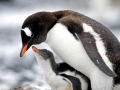 Gentoo Penguin