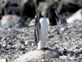 Gentoo Penguin