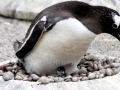 Gentoo Penguin