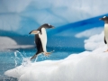 Gentoo Penguin