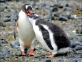 Gentoo Penguin