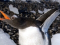 Gentoo Penguin