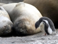 Gentoo Penguin
