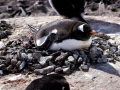 Gentoo Penguin