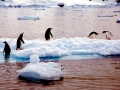 Gentoo Penguin