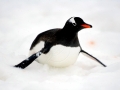 Gentoo Penguin