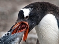 Gentoo Penguin