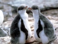 Gentoo Penguin