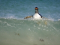 Gentoo Penguin