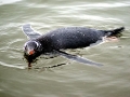 Gentoo Penguin