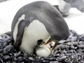 Gentoo Penguin