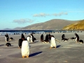 Gentoo Penguin