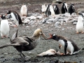 Gentoo Penguin