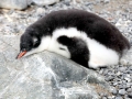 Gentoo Penguin