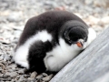 Gentoo Penguin