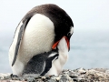 Gentoo Penguin
