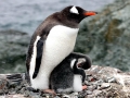 Gentoo Penguin
