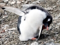 Gentoo Penguin