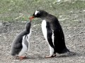 Gentoo Penguin