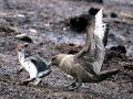 Gentoo Penguin