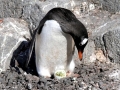 Gentoo Penguin