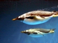 Gentoo Penguin