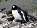 Gentoo Penguin