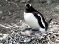Gentoo Penguin