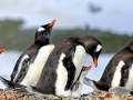 Gentoo Penguin