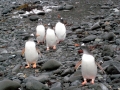 Gentoo Penguin