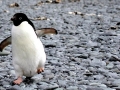 Gentoo Penguin