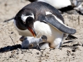 Gentoo Penguin