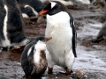 Gentoo Penguin