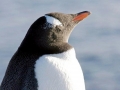 Gentoo Penguin