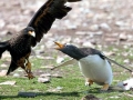Gentoo Penguin