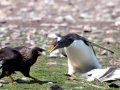 Gentoo Penguin