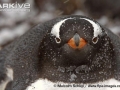 Gentoo Penguin
