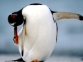 Gentoo Penguin