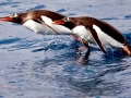 Gentoo Penguin
