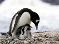 Gentoo Penguin