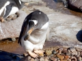 Gentoo Penguin