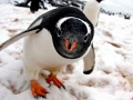 Gentoo Penguin