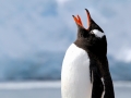 Gentoo Penguin