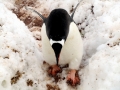Gentoo Penguin