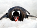 Gentoo Penguin