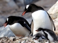 Gentoo Penguin