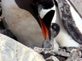 Gentoo Penguin