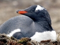 Gentoo Penguin